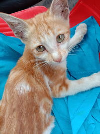 Close-up portrait of a cat