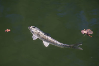 Fish swimming in a lake