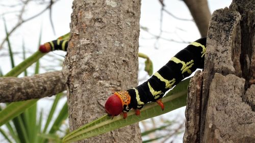 Close-up of insect on tree trunk