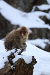 Monkey on snow during winter