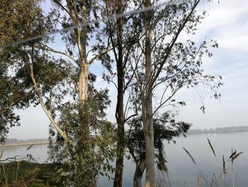 Reflection of trees in lake against sky