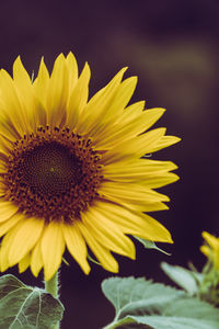 Close-up of yellow sunflower