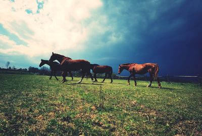 Horses on a field