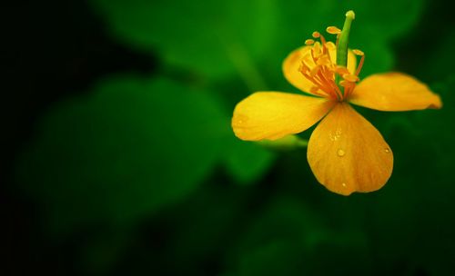 Close-up of yellow flower