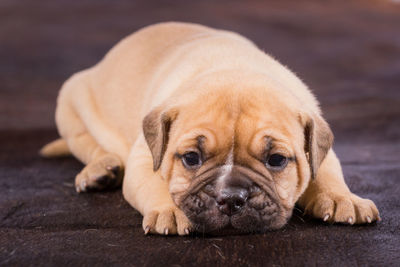 Close-up portrait of a dog