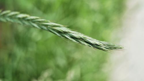 Close-up of wheat plant