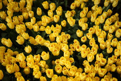 Full frame shot of yellow tulips blooming outdoors