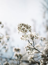 Low angle view of flowers blooming on tree