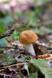 Close-up of mushroom growing on land