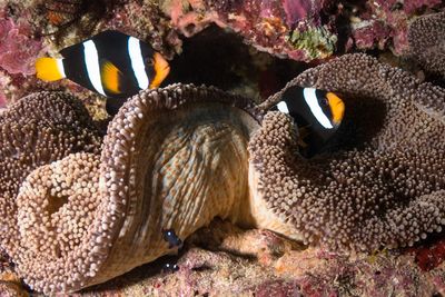 Close-up of fish in sea