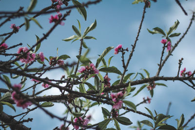 Low angle view of pink flowering tree