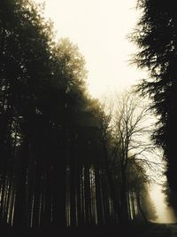 Low angle view of trees against sky