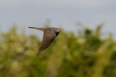 Low angle view of bird flying