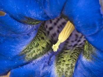 Full frame shot of blue flower