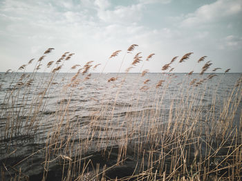 Close-up of reed grass against the sky