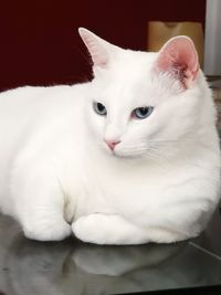 Close-up portrait of white cat