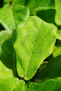 Close-up of wet plant leaves