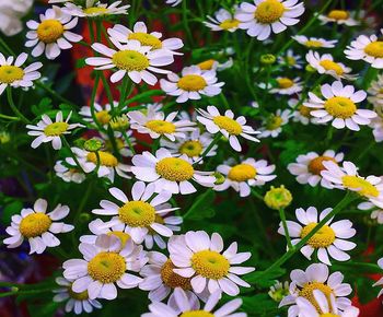 High angle view of white daisy flowers