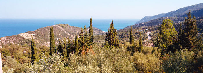 Panoramic shot of trees and plants against sky