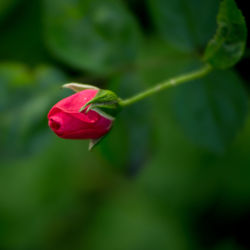 Close-up of red rose blooming outdoors