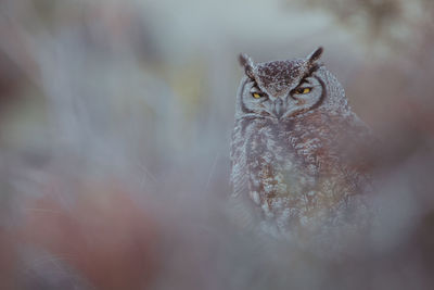 Close-up of owl in forest