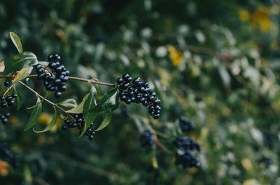 Shiny black berries on branch. blurred background. autumn forest.