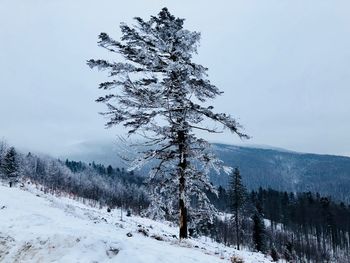Trees on snow covered landscape against sky