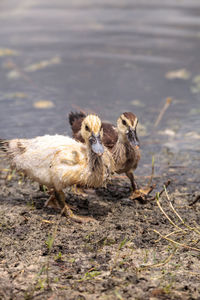 Birds in a field