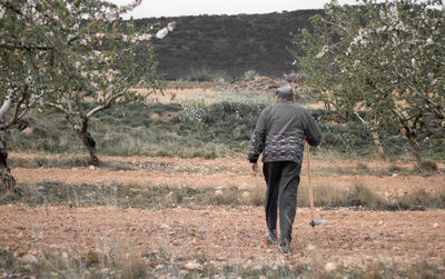 Old farmer is walking next to some almond trees with a hoe in his shoulder. person