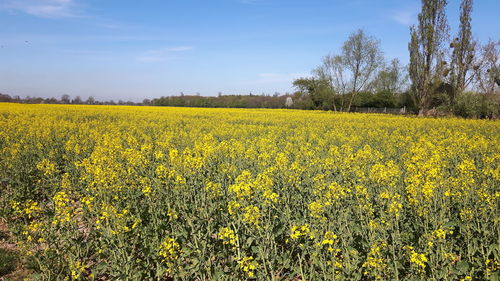 Scenic view of oilseed rape field against sky