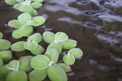 High angle view of leaves floating on lake