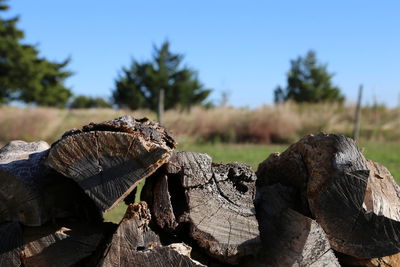 Close-up of logs on field