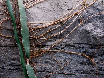 Close-up of dry leaves on ground