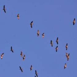 Low angle view of birds flying in sky