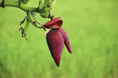 Close-up of pink rose bud