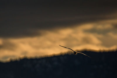 Close-up of silhouette plant against sky at sunset