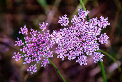 Close-up of purple flowering plant