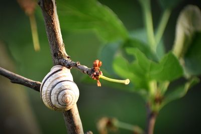 Close-up of snail on tree