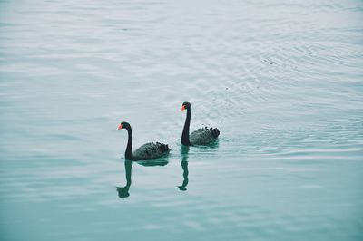 Swans swimming in lake