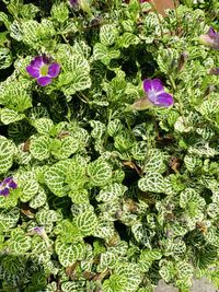 High angle view of purple flowering plant