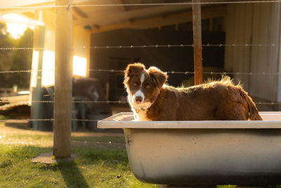 Border collie pup in a bath on the farm during sunset