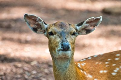 Close-up portrait of deer