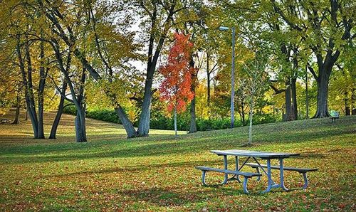 Trees in park