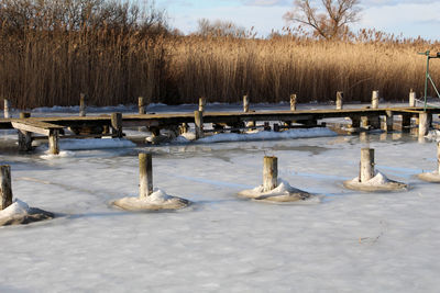 Reflection of trees in water