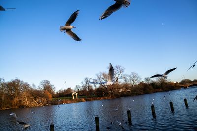 Seagulls flying over lake against clear sky