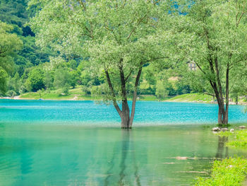 Scenic view of forest against sky