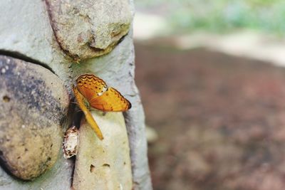 Close-up of insect on rock