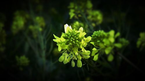 Close-up of plant