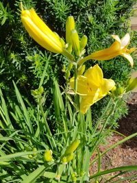 Close-up of yellow flowering plants on field