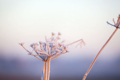 Close-up of flower against sky